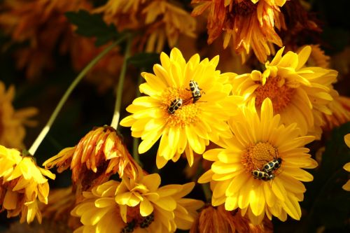 nature flowers yellow