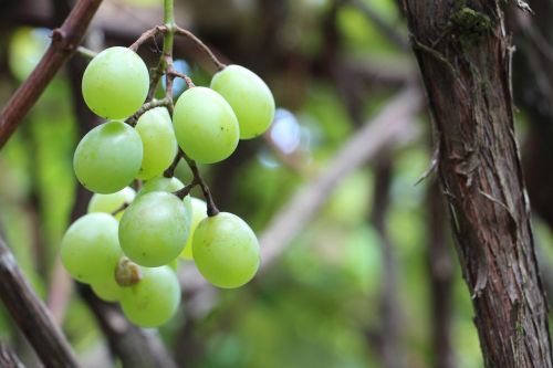 nature uva fruit