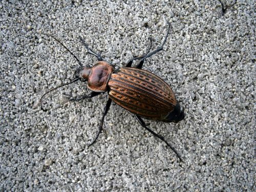 nature beetle střevlík