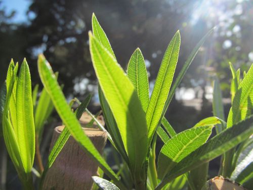 nature beauty green