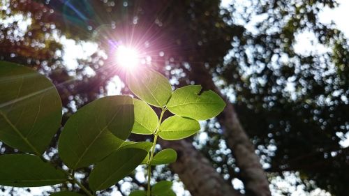 nature green plant