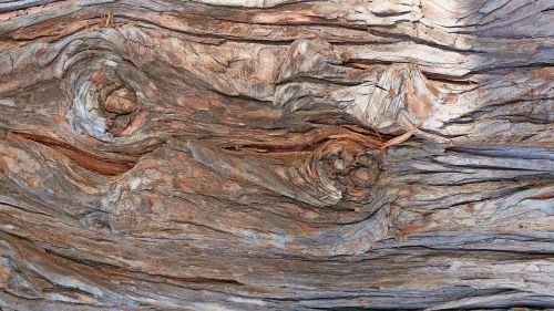 nature wood bark colorful