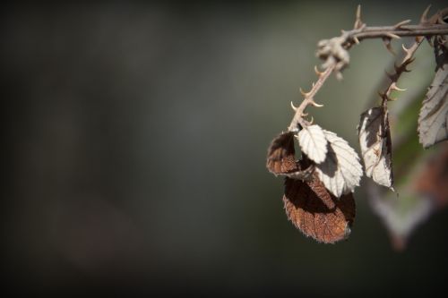 nature leaves thorns