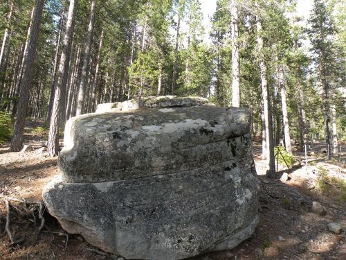 nature stone tree