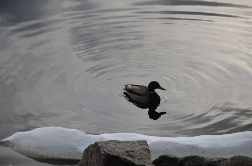 nature duck lake