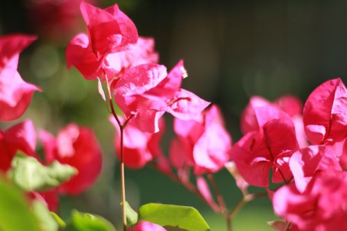 nature flowers landscape