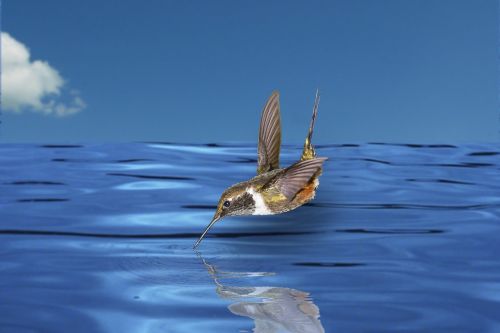 nature bird water