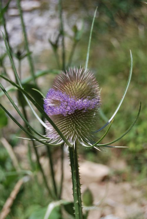 nature plant thistle