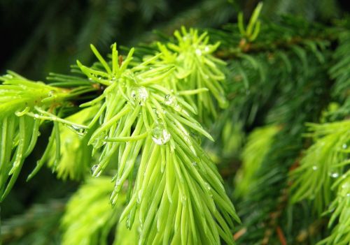 nature detail plants