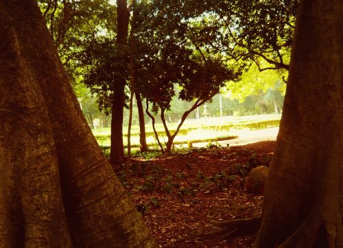 nature environment trees