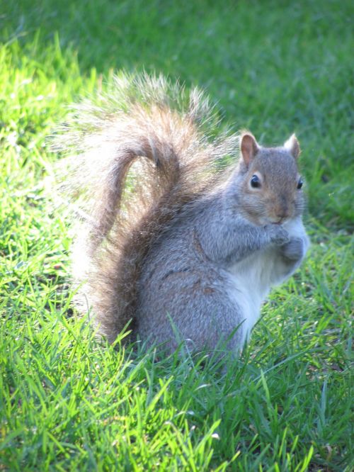 nature squirrel victoria