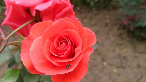 nature rose flower