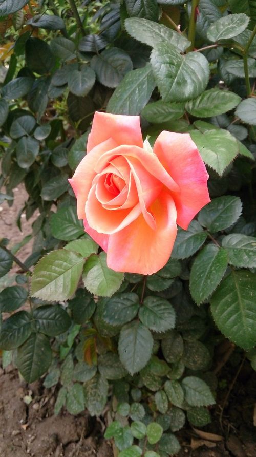 nature rose flower