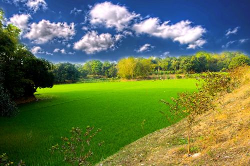 nature green sky