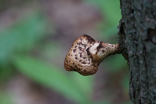nature mushroom tree