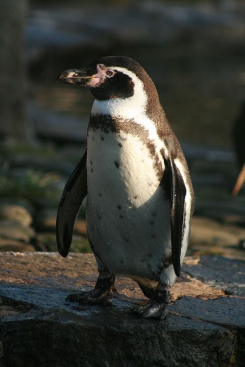 nature penguin animals
