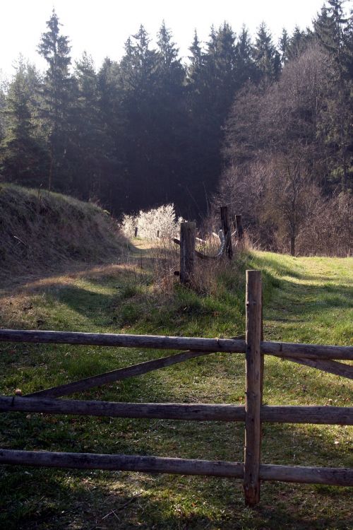 nature autumn path