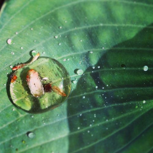 nature leaf water