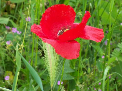 nature flower poppy