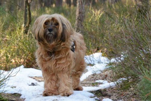 nature dog leisure