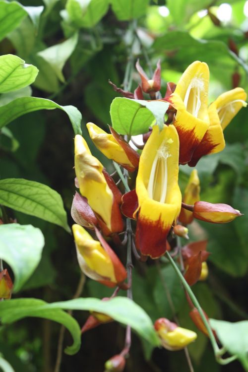 nature plant flowers