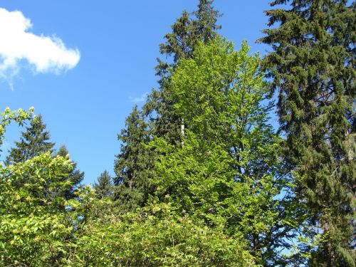 nature forest trees