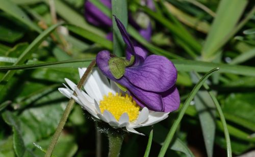 nature flowers margaret