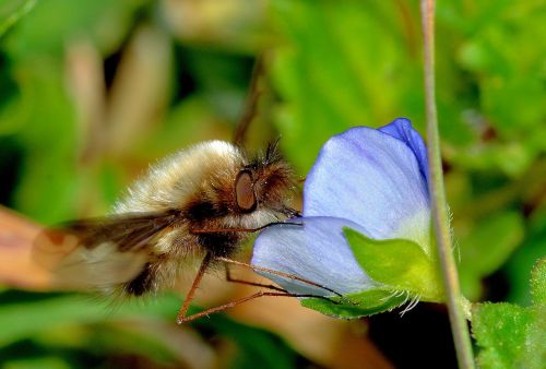 nature insect bee