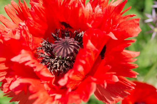 nature garden flower