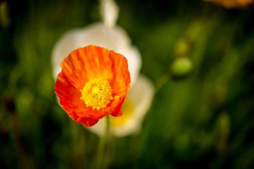 nature garden flower