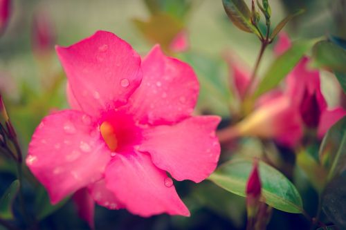 nature garden flower