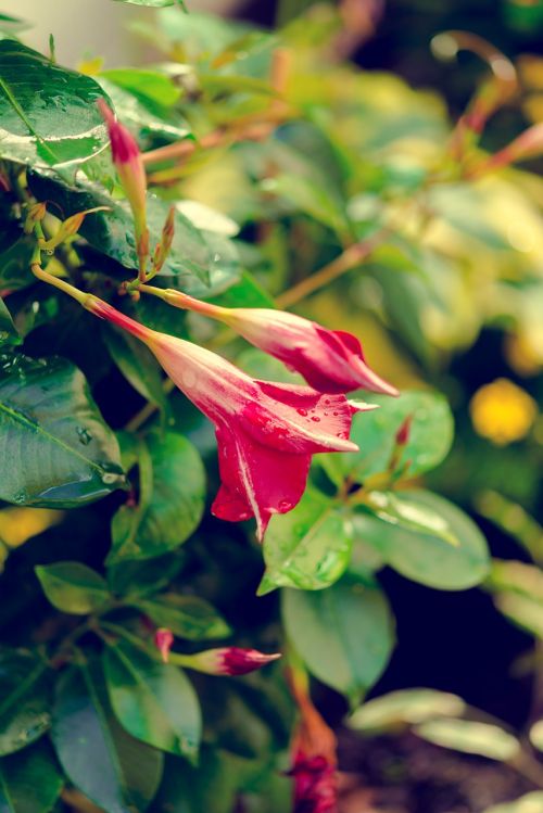 nature garden flower