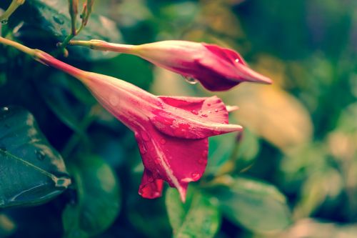 nature garden flower