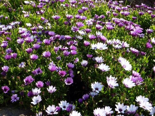 nature flower violet
