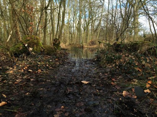 nature forest autumn