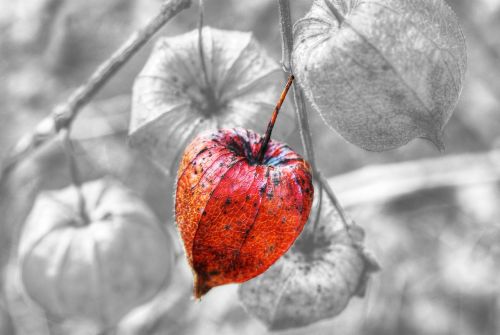 nature plant flower