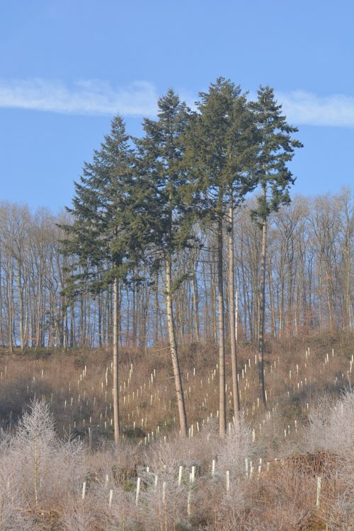 nature trees birch