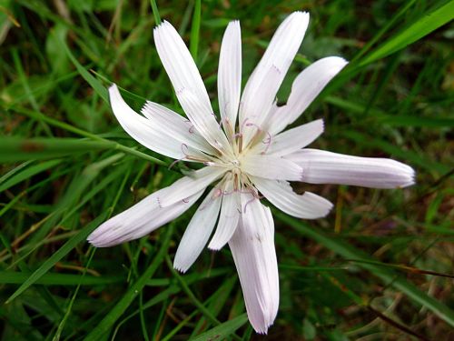 nature flower white