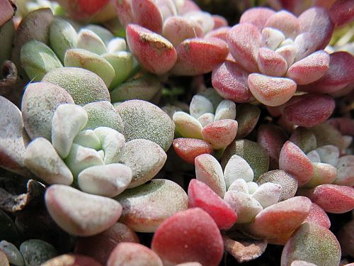 nature plant sedum