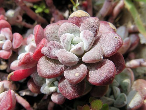 nature plant sedum