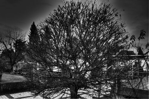 nature winter tree