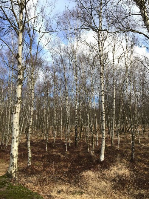 nature forest autumn