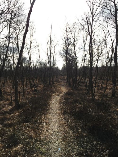 nature forest autumn