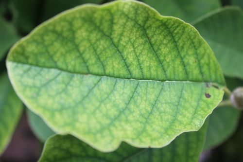 nature leaf green