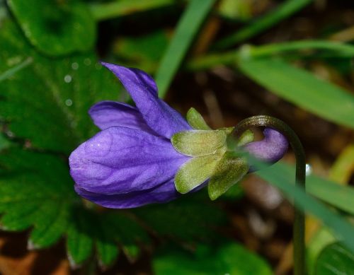 nature flower violet