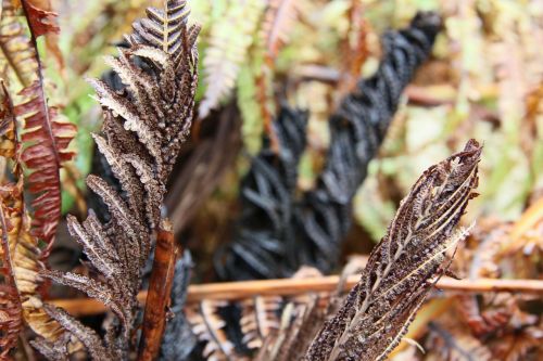 nature green fern