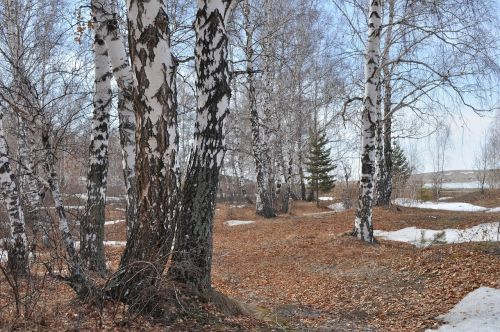 nature snow trees