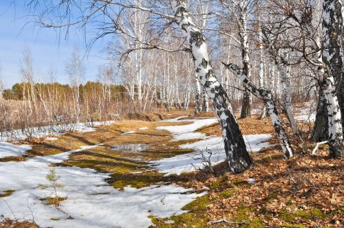 nature snow trees