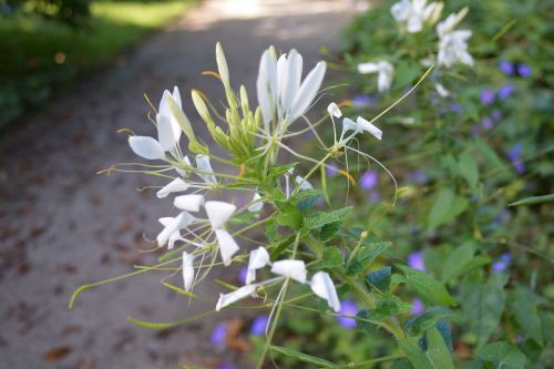 nature autumn flowers