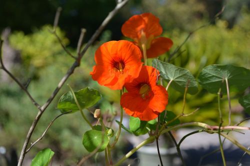 nature garden flowers